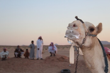 Serabit el Khadim, South Sinai Egypt - September 12 2020 Camel race people waiting and watching...