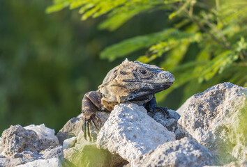 Primer plano de iguana rayada