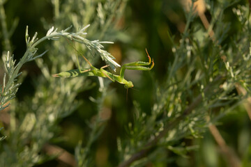 A small green praying mantis swarms among the green leaves, Prat de Cabanes Natural Park, Torreblanca, Castellon, Spain
