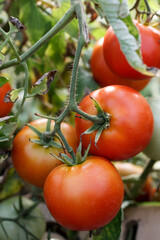 tomatoes on vine