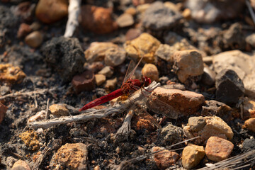 A dragonfly rests between the stones of the ground, in the Prat de Cabanes Natural Park, Torreblanca, Castellon, Spain