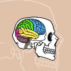anatomy of human skull and brain parts, cartoon style