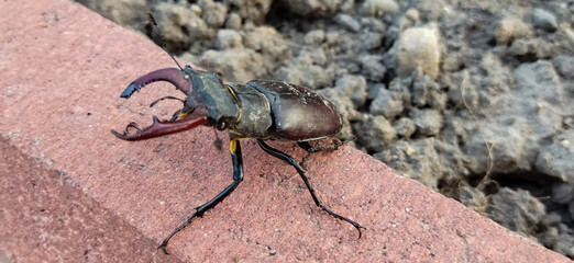stag beetle sitting on a red brick