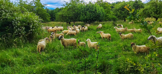 sheep grazing in the meadow