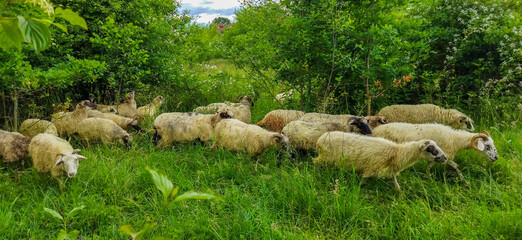 Fototapeta premium sheep in the field