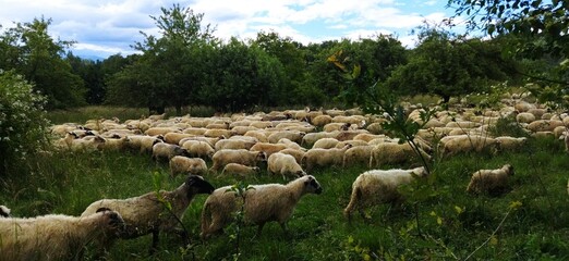 Obraz premium sheep in the field