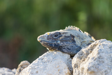 Primer plano de iguana rayada