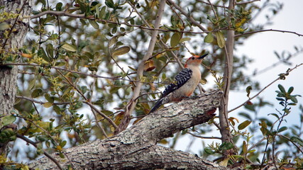 Red-bellied woodpecker (Melanerpes carolinus) in an oak tree in a backyard in Panama City, Florida, USA
