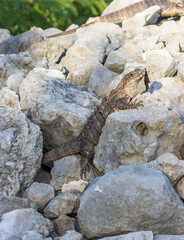 Primer plano de iguana rayada