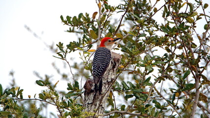 Red-bellied woodpecker (Melanerpes carolinus) in an oak tree in a backyard in Panama City, Florida, USA