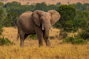 Clsoe up of African Bush Elephants walking on the road in wildlife reserve. Maasai Mara, Kenya, Africa. (Loxodonta africana)