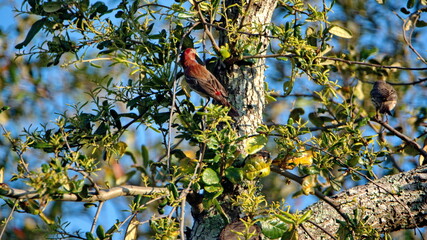 House finch (Haemorhous mexicanus) in an oak tree in a backyard in Panama City, Florida, USA