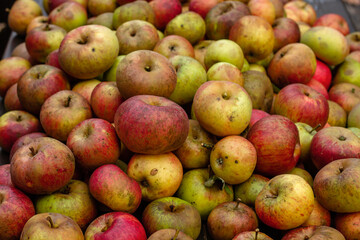 Ripe apple harvest