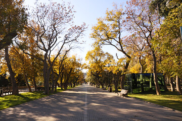 Naklejka premium Baku old boulevard in the early morning.