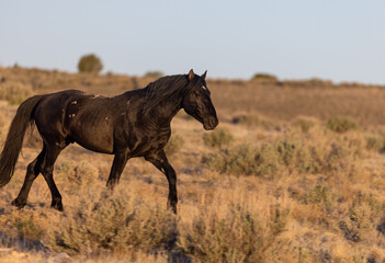 Fototapeta na wymiar Wild Horse in the Utah Desert in Spring