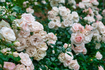 Beautiful wilted white roses in late summer