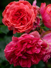 Beautiful blooming red rose on a bush in the garden