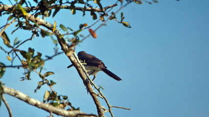 Northern mockingbird (Mimus polyglottos) perched in a tree in a backyard in Panama City, Florida, USA