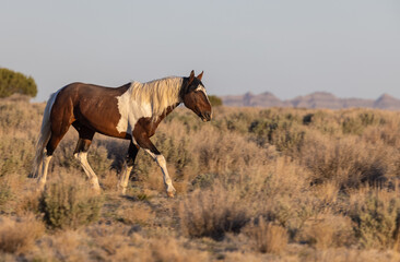 Wild Horse in the Utah Desert in Spring