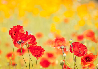Flowers of summer, poppies blowing in a breeze on a hot summer's day. 