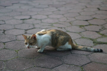 Black, white and orange cats are crouching on the paving and sticking out their tongues.