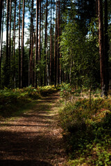 Fototapeta premium path in the forest