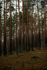 Obraz premium forest in autumn