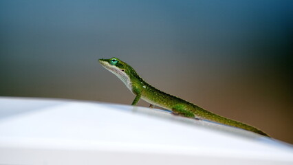 Green anole on a fence in a backyard in Panama City, Florida, USA