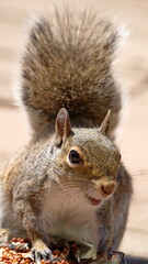 Grey squirrel eating bird seed in a backyard in Panama City, Florida, USA