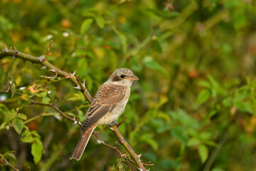 Juveniler Neuntöter 