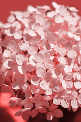 Obraz premium Hydrangea inflorescence close-up. Pink tinting. Vertical format. Selective focus