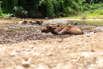The buffalo lays in the mud by the river in the afternoon. Soak in the mud comfortably. Buffalo in Thailand Mud mask to prevent bloodsucking insects. Wild animals. Leave space for text.