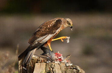 Aguila lagunero en el campo