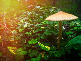 A small forest mushroom in the grass against the background of the forest