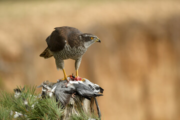Azor adulto en el bosque