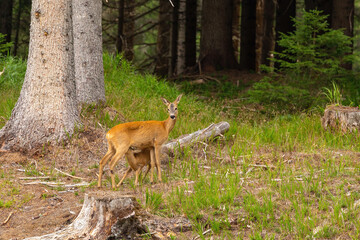 Mamma cerva allatta il suo cerbiatto nel bosco