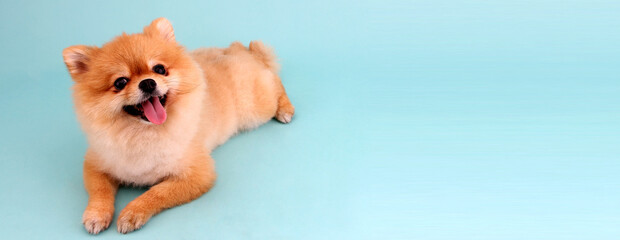 pomeranian dog on blue background