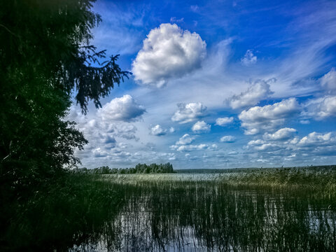 Forest in sunny weather on the shore of the reservoir