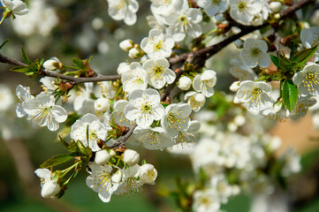 cherry blossom tree, many flowers, spring background. High quality photo