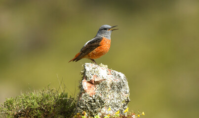 Roquero rojo en la sierra abulense. Avila.España