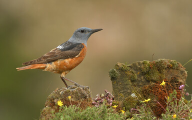 Roquero rojo en la sierra abulense. Avila.España