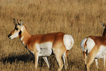 A pair of antelope on the prairie  - obrazy, fototapety, plakaty
