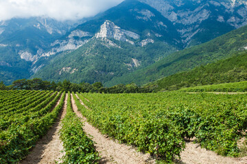 Fototapeta na wymiar Vines bushes on field plantation, grapes grow in mountainous area against background of rocks