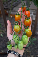 Ripening bunch of cherry tomatoes on hand. Growing and harvesting.