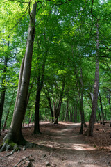Trees in Middachterbossen in De Steeg (The Netherlands)