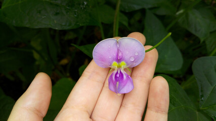 Lilac bean flower on hand. Growing and caring for beans.
