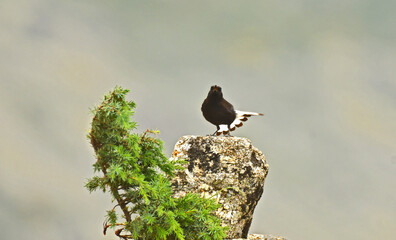 collalba en la sierra de la paramera.Avila.España