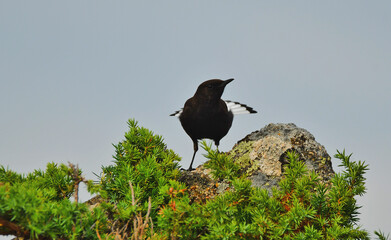 pajaro en el bosque
