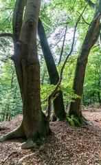 Trees in Middachterbossen in De Steeg (The Netherlands)