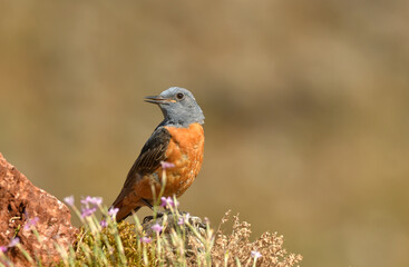 Roquero rojo en la sierra abulense. Avila.España